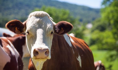 A herd of cows producing milk for Gruyere cheese in France in the spring